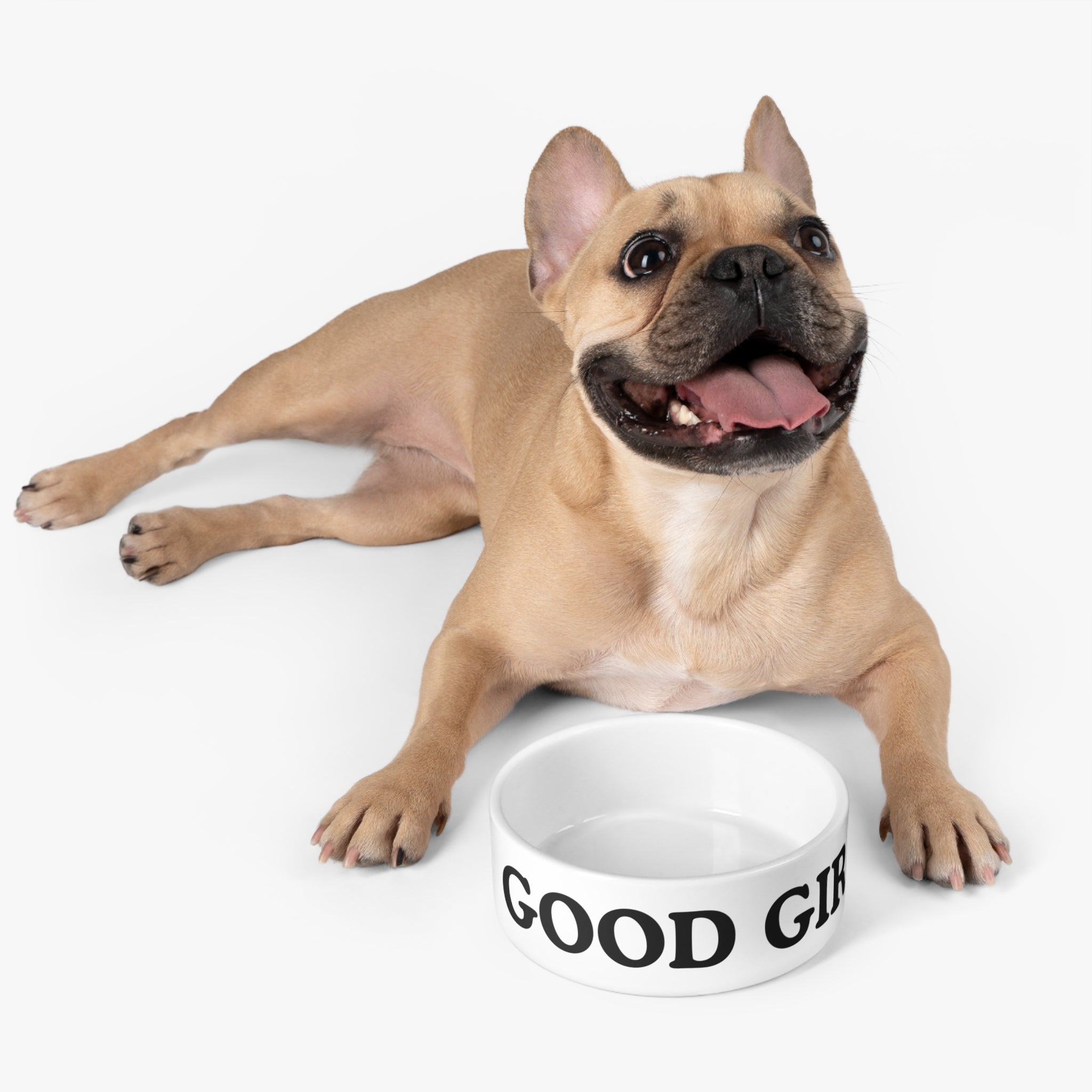 Dog lying next to a decorative white ceramic bowl on a white background